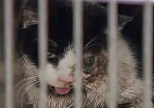 Έθαψαν γάτα μετά από τροχαίο και πέντε ημέρες μετά την είδαν ζωντανή μπροστά τους [video] - Φωτογραφία 1