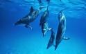 Τα δελφίνια θρηνούν