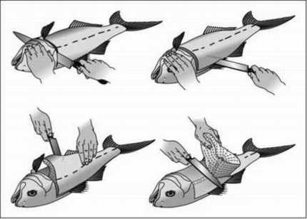 Πώς να φιλετάρετε το ψάρι - Φωτογραφία 2