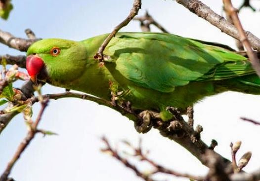 Πράσινοι παπαγάλοι έχουν κάνει κατάληψη σε πάρκο της Τριανδρίας - Φωτογραφία 1
