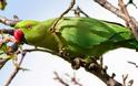 Πράσινοι παπαγάλοι έχουν κάνει κατάληψη σε πάρκο της Τριανδρίας