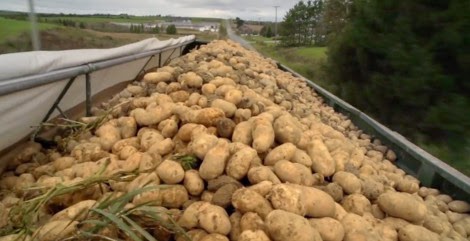 Αχαΐα: Σοβαρό πλήγμα η κακοκαιρία του Δεκεμβρίου για τους καλλιεργητές πατάτας - Φωτογραφία 1