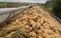 Αχαΐα: Σοβαρό πλήγμα η κακοκαιρία του Δεκεμβρίου για τους καλλιεργητές πατάτας