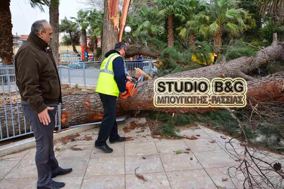 ΣΟΚ στο Ναύπλιο: Έπεσαν 2 μεγάλα πεύκα σε πάρκο που καθημερινά παίζουν ΜΙΚΡΑ ΠΑΙΔΙΑ [photos] - Φωτογραφία 1