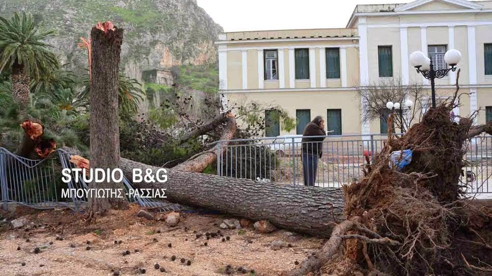 ΣΟΚ στο Ναύπλιο: Έπεσαν 2 μεγάλα πεύκα σε πάρκο που καθημερινά παίζουν ΜΙΚΡΑ ΠΑΙΔΙΑ [photos] - Φωτογραφία 2