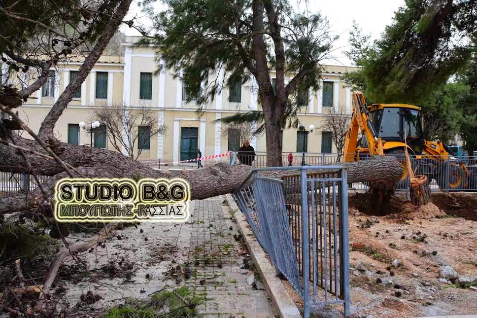 ΣΟΚ στο Ναύπλιο: Έπεσαν 2 μεγάλα πεύκα σε πάρκο που καθημερινά παίζουν ΜΙΚΡΑ ΠΑΙΔΙΑ [photos] - Φωτογραφία 3