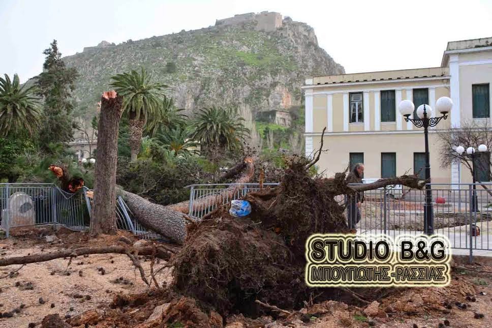ΣΟΚ στο Ναύπλιο: Έπεσαν 2 μεγάλα πεύκα σε πάρκο που καθημερινά παίζουν ΜΙΚΡΑ ΠΑΙΔΙΑ [photos] - Φωτογραφία 5