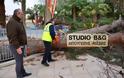 ΣΟΚ στο Ναύπλιο: Έπεσαν 2 μεγάλα πεύκα σε πάρκο που καθημερινά παίζουν ΜΙΚΡΑ ΠΑΙΔΙΑ [photos]