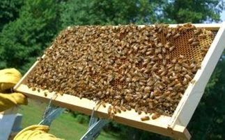 Έκλεβε κυψέλες μελισσών σε Σέρρες και Δράμα - Φωτογραφία 1