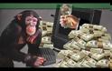 Συνελαβαν τσιγγανο για “μαϊμου” αγγελια στο διαδικτυο