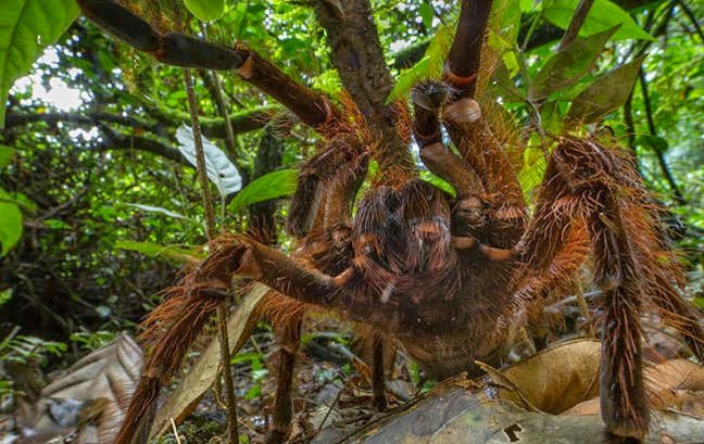 Τρομάζει η μεγαλύτερη σε μέγεθος αράχνη του κόσμου - Φωτογραφία 1