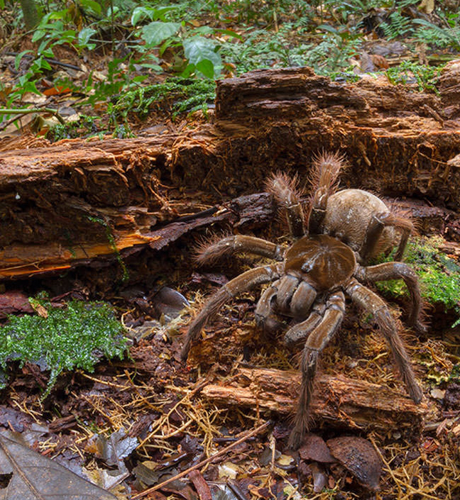 Τρομάζει η μεγαλύτερη σε μέγεθος αράχνη του κόσμου - Φωτογραφία 2