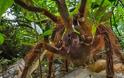 Τρομάζει η μεγαλύτερη σε μέγεθος αράχνη του κόσμου