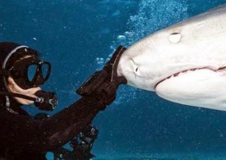 TΡΟΜΑΚΤΙΚΕΣ ΦΩΤΟΓΡΑΦΙΕΣ από το εσωτερικό του στόματος ενός καρχαρία...[photos] - Φωτογραφία 1