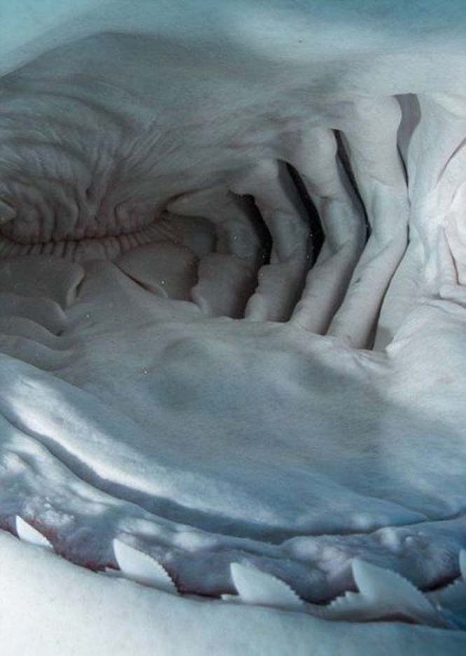 TΡΟΜΑΚΤΙΚΕΣ ΦΩΤΟΓΡΑΦΙΕΣ από το εσωτερικό του στόματος ενός καρχαρία...[photos] - Φωτογραφία 10