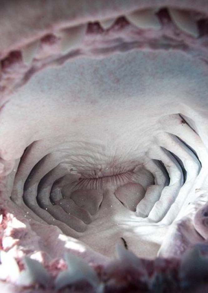 TΡΟΜΑΚΤΙΚΕΣ ΦΩΤΟΓΡΑΦΙΕΣ από το εσωτερικό του στόματος ενός καρχαρία...[photos] - Φωτογραφία 11