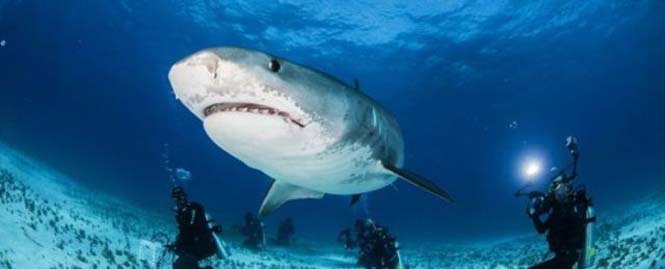TΡΟΜΑΚΤΙΚΕΣ ΦΩΤΟΓΡΑΦΙΕΣ από το εσωτερικό του στόματος ενός καρχαρία...[photos] - Φωτογραφία 4