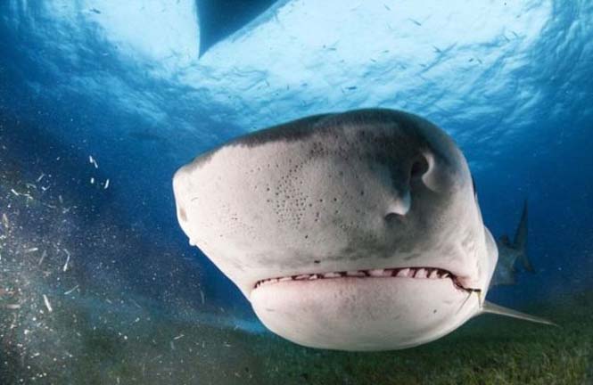 TΡΟΜΑΚΤΙΚΕΣ ΦΩΤΟΓΡΑΦΙΕΣ από το εσωτερικό του στόματος ενός καρχαρία...[photos] - Φωτογραφία 5