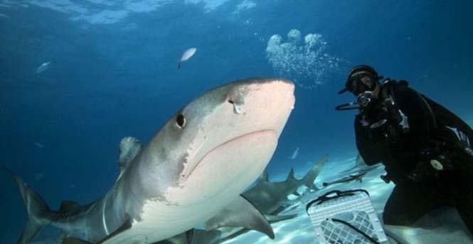 TΡΟΜΑΚΤΙΚΕΣ ΦΩΤΟΓΡΑΦΙΕΣ από το εσωτερικό του στόματος ενός καρχαρία...[photos] - Φωτογραφία 6