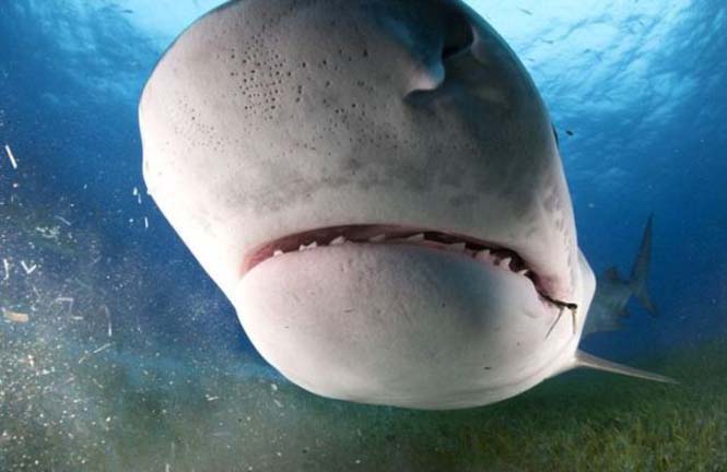 TΡΟΜΑΚΤΙΚΕΣ ΦΩΤΟΓΡΑΦΙΕΣ από το εσωτερικό του στόματος ενός καρχαρία...[photos] - Φωτογραφία 7
