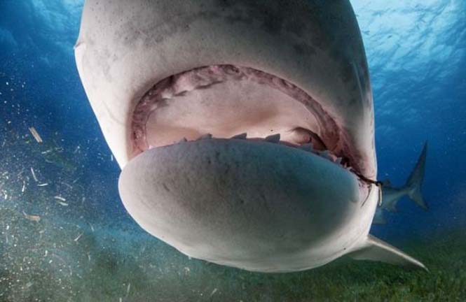 TΡΟΜΑΚΤΙΚΕΣ ΦΩΤΟΓΡΑΦΙΕΣ από το εσωτερικό του στόματος ενός καρχαρία...[photos] - Φωτογραφία 8