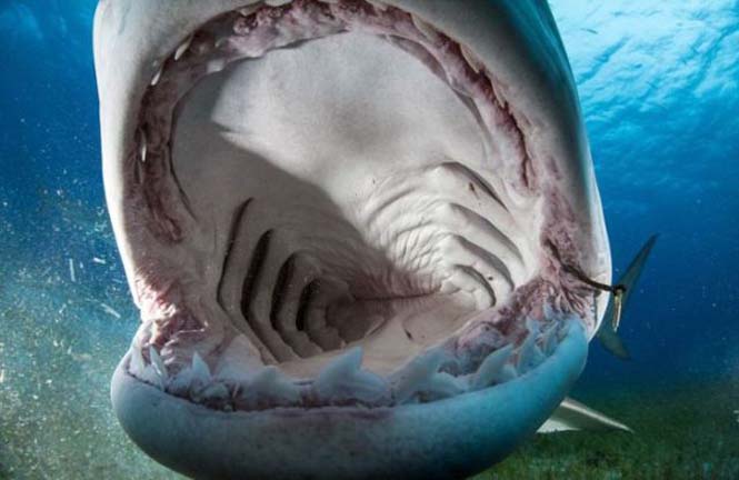 TΡΟΜΑΚΤΙΚΕΣ ΦΩΤΟΓΡΑΦΙΕΣ από το εσωτερικό του στόματος ενός καρχαρία...[photos] - Φωτογραφία 9
