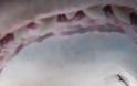 TΡΟΜΑΚΤΙΚΕΣ ΦΩΤΟΓΡΑΦΙΕΣ από το εσωτερικό του στόματος ενός καρχαρία...[photos] - Φωτογραφία 11