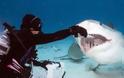 TΡΟΜΑΚΤΙΚΕΣ ΦΩΤΟΓΡΑΦΙΕΣ από το εσωτερικό του στόματος ενός καρχαρία...[photos] - Φωτογραφία 2