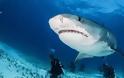 TΡΟΜΑΚΤΙΚΕΣ ΦΩΤΟΓΡΑΦΙΕΣ από το εσωτερικό του στόματος ενός καρχαρία...[photos] - Φωτογραφία 4