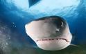TΡΟΜΑΚΤΙΚΕΣ ΦΩΤΟΓΡΑΦΙΕΣ από το εσωτερικό του στόματος ενός καρχαρία...[photos] - Φωτογραφία 5