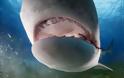 TΡΟΜΑΚΤΙΚΕΣ ΦΩΤΟΓΡΑΦΙΕΣ από το εσωτερικό του στόματος ενός καρχαρία...[photos] - Φωτογραφία 8