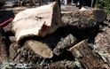 Αιτωλοακαρνανία: Σε επιφυλακή οι δασικές υπηρεσίες για τον εντοπισμό των λαθροϋλοτόμων