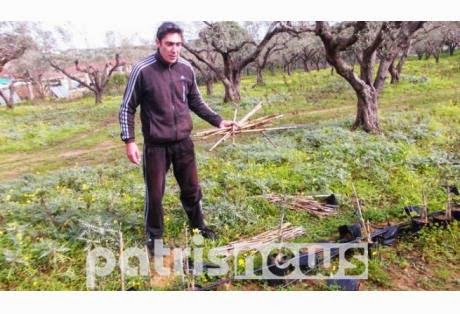Ηλεία: «Σήκωσαν» φυντάνι με 250 ελαιόδεντρα! - Φωτογραφία 1