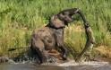 Κροκόδειλος δαγκώνει την προβοσκίδα ελέφαντα [photos]