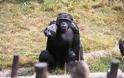 Οι χιμπατζήδες μπορούν να μάθουν ξένες λέξεις