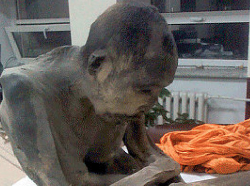 Μυστήριο με τον μοναχό μούμια που θεωρείται ακόμα ζωντανός - Φωτογραφία 1
