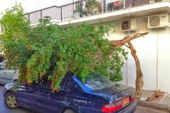 Δέντρο έπεσε πάνω σε αυτοκίνητο στη Κηφισιά [photos]