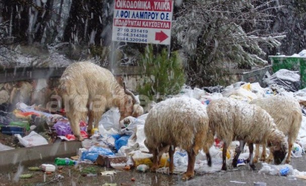 Τρίπολη: Εικόνες ντροπής με πρόβατα να βόσκουν στα απορρίμματα [photo] - Φωτογραφία 2