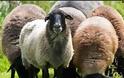 Τρίπολη: Εικόνες ντροπής με πρόβατα να βόσκουν στα απορρίμματα [photo]
