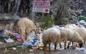 Τρίπολη: Εικόνες ντροπής με πρόβατα να βόσκουν στα απορρίμματα [photo] - Φωτογραφία 2