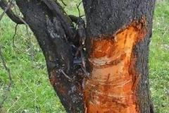 Αυτοκίνητο έπεσε σε δέντρο στην Αλίαρτο Βοιωτίας