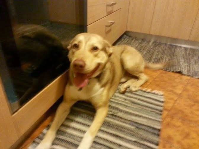 Βρέθηκε σκυλάκι στη Νέα Σμύρνη - Βοηθήστε να βρεθεί σπιτάκι γι' αυτήν την πανέμορφη ψυχούλα! [photos] - Φωτογραφία 1