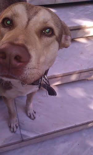 Βρέθηκε σκυλάκι στη Νέα Σμύρνη - Βοηθήστε να βρεθεί σπιτάκι γι' αυτήν την πανέμορφη ψυχούλα! [photos] - Φωτογραφία 2