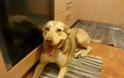 Βρέθηκε σκυλάκι στη Νέα Σμύρνη - Βοηθήστε να βρεθεί σπιτάκι γι' αυτήν την πανέμορφη ψυχούλα! [photos] - Φωτογραφία 1