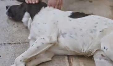 Ανθρωπόμορφο κτήνος, κάρφωσε τρίαινα σε αδέσποτο σκύλο στη Ραφήνα! - Φωτογραφία 1
