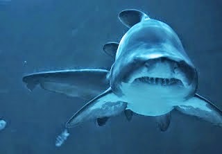 Γιατί ο... αχινός είναι πιο επικίνδυνος από τον καρχαρία; - Φωτογραφία 1
