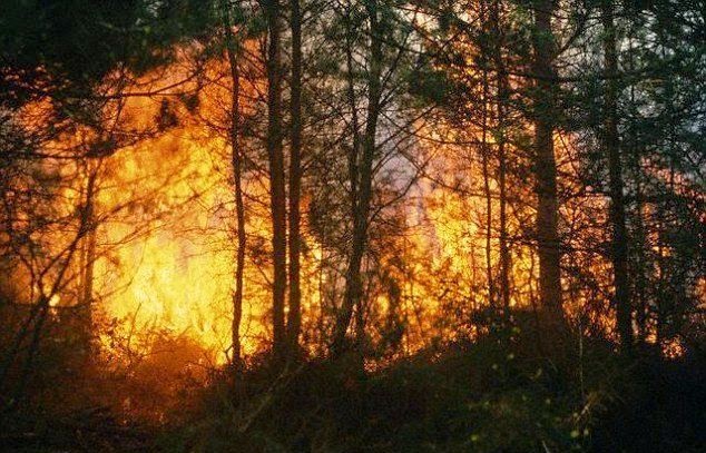 Ο ρόλος των δασικών πυρκαγιών στην υπερθέρμανση του πλανήτη - Φωτογραφία 1