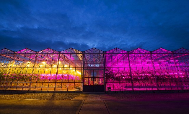 Φυτά «τρέφονται» με φως από λαμπτήρες LED - Φωτογραφία 2