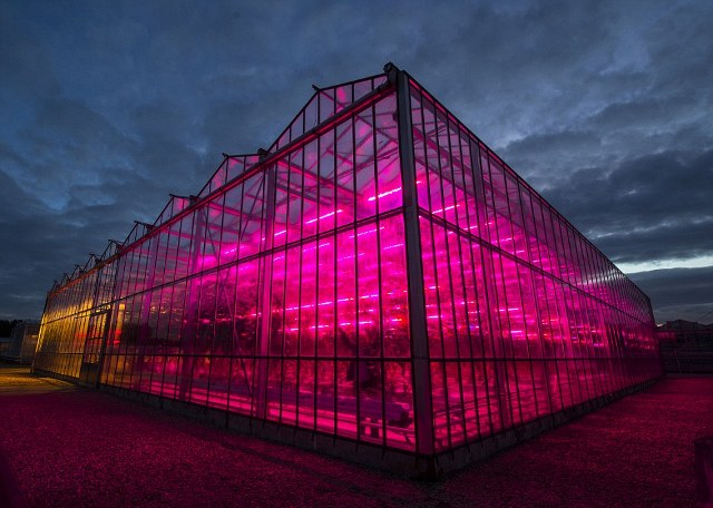 Φυτά «τρέφονται» με φως από λαμπτήρες LED - Φωτογραφία 3