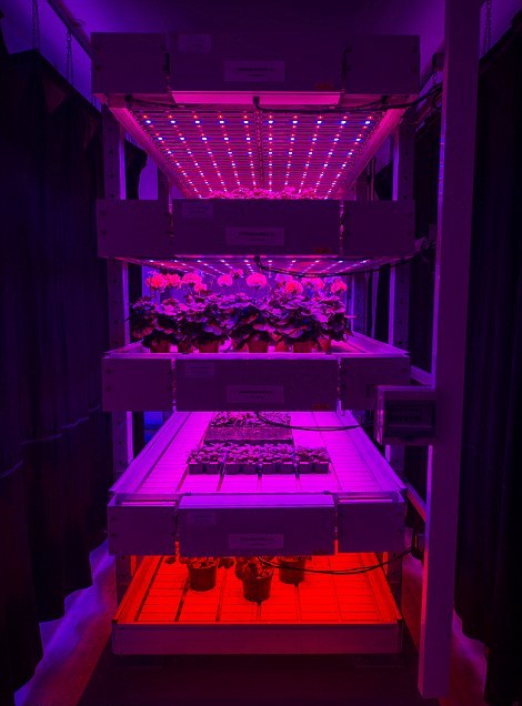 Φυτά «τρέφονται» με φως από λαμπτήρες LED - Φωτογραφία 4